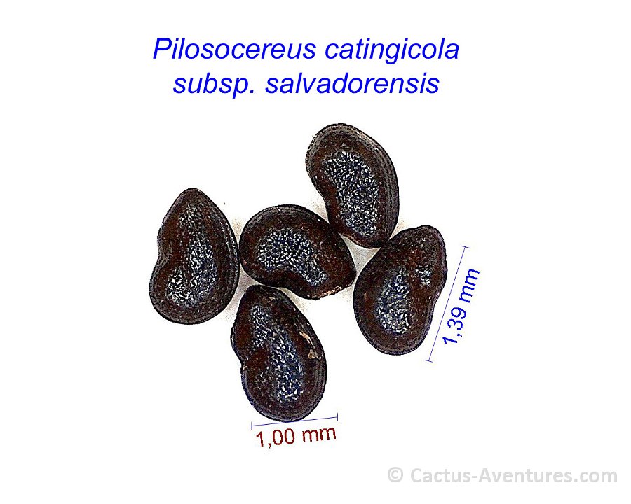 Pilosocereus catingicola subsp. salvadorensis